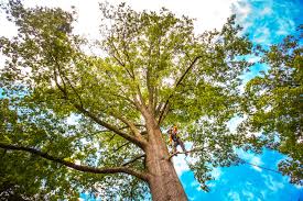 Best Tree Preservation Services  in North Arlington, NJ