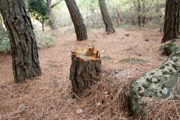 Best Stump Grinding and Removal  in North Arlington, NJ