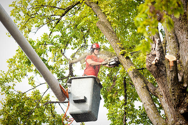 How Our Tree Care Process Works  in  North Arlington, NJ