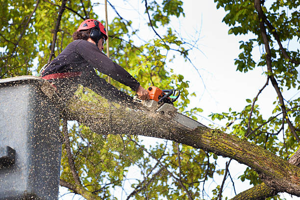 Best Lawn Disease Treatment  in North Arlington, NJ