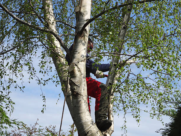 Trusted North Arlington, NJ Tree Care Experts