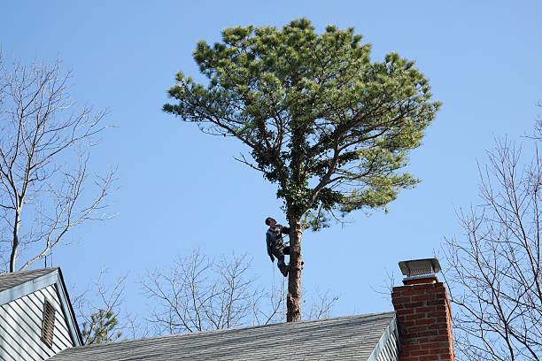 Best Tree Risk Assessment  in North Arlington, NJ